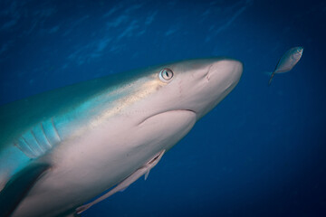 Caribbean reef shark (Carcharhinus perezi) off the Caribbean island of St Martin