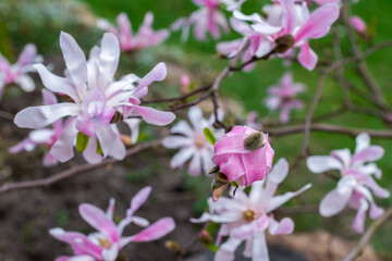 Close up of a blooming flower of the star magnolia shrub (Magnolia Stellata)