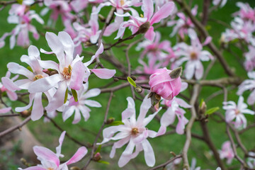 Magnolia bush (Magnolia Stellata) with pink-to-white flowers blooming in spring