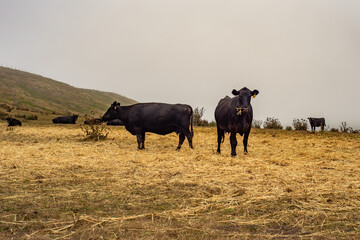 Black cows in the haze at Point Reyes National Seashore