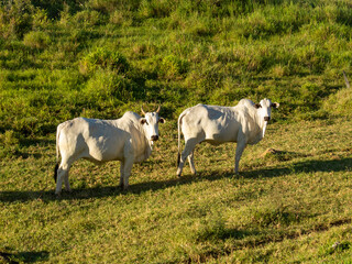 Obraz na płótnie Canvas two Nellore cows in the pasture