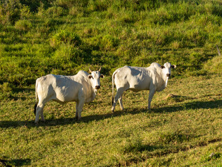 two Nellore cows in the pasture