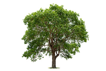 Isolated green tree on white background, Trees isolated on white background, tropical trees isolated used for design, advertising and architecture.