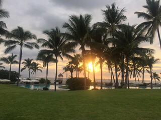 sunset palm tree beach 