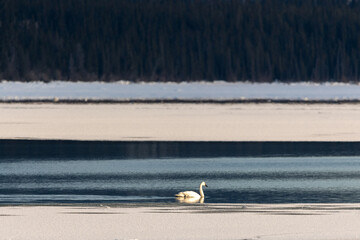 Full landscape of white, arctic trumpeter swans paddling, floating the open arctic temperature waters of northern Canada in spring time, April during their annual migration route to northern Alaska. 