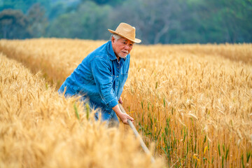 Naklejka na ściany i meble Healthy Asian senior man farmer working in rice paddy wheat field farmland. Elderly male farm owner preparing to harvest organic wheat crop plant. Agriculture product industry business concept