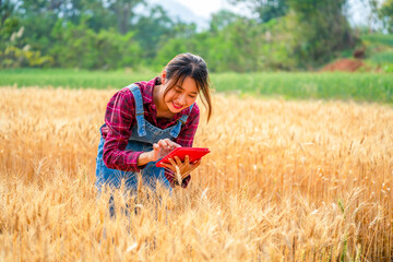 Naklejka na ściany i meble Asian woman farmer working in digital tablet inspect wheat rice plant in wheat field farmland. Female farm owner prepare to harvest crop plant. Agriculture product industry and technology concept