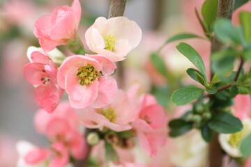 Obraz premium ピンク色のボケの花