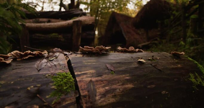 Shelf Fungi on a cutted trunk. 4K DCI Slow Pan
