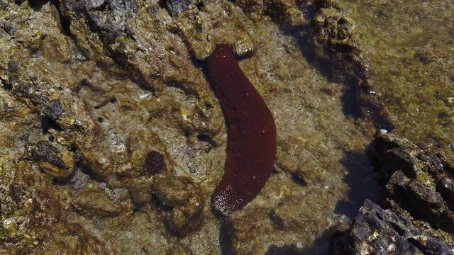 Sea Cucumber in Tsukasaki Tide Pools, Yakushima Japan