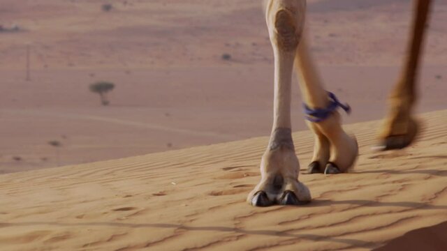 Camels Legs Walking Across Hot Arid Desert Golden Sandy Dune, Low Angle View