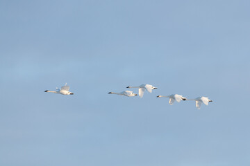 Flock of large white trumpeter swans flying in motion with a blue sky natural background. Taken in April during their migration to the northern Alaska for the summer season.