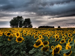 Obraz premium sunflowers in the field in summer at sunset