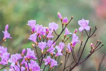 Purple azaleas blooming in Heyuan Queya Mountain