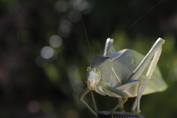 Saltamontes Hoja verde