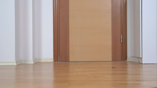 Mischievous dachshund dog in white shirt stole beautiful bouquet of flowers from vase, drags it on the floor in apartment and makes mess. Pet with bad upbringing was left at home alone.