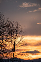 Fototapeta na wymiar Trees, evening sun and rain clouds before the storm.
