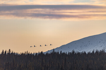 Obraz na płótnie Canvas Spring time view in northern Canada with migratory birds flying in front of boreal forest, wilderness background with snow capped mountain peak in distance and orange, pastel sunset. 