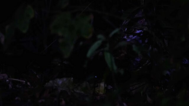 Leopard Cat, Prionailurus bengalensis, Thailand; barely seen during the night hunting for something to eat within the forest.