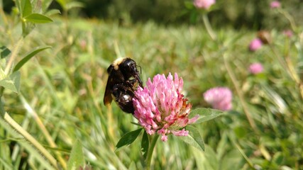 bee on a flower