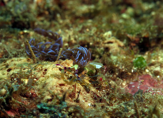 A Blue Dragon nudibranch crawling on corals Boracay Philippines