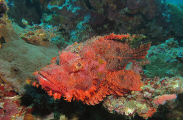 Fototapeta na wymiar A Bearded Scorpionfish resting on corals Boracay Philippines