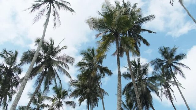 A lot of tall palm trees swaying in the wind against the blue sky. Africa. Palm grove. The green foliage sways on the branches. Palm trees in a row. Slow Motion. Tropical background. Summer vacation