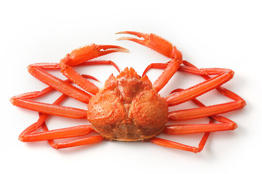 白い背景の上の北海道産紅ずわい蟹　Snow crab on white background