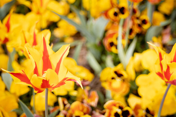 yellow fire flowers