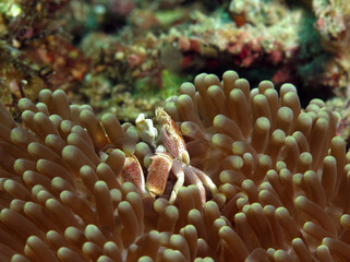 Fototapeta na wymiar A Porcelain crab on anemone Boracay Philippines 