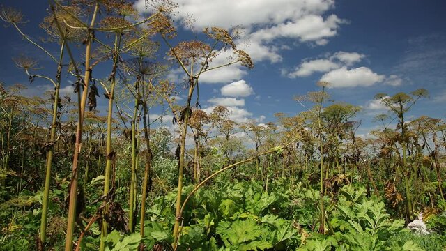 Close up of a blooming giant hogweed, heracleum plant, seed heads. Blooming