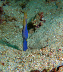 A Ribbon eel also known as a Leaf-nosed moray eel Boracay Philippines 