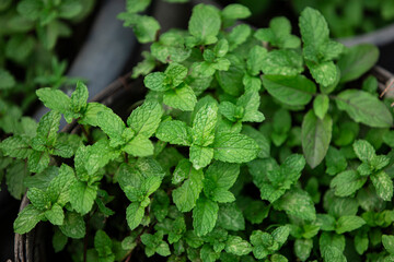 mint leaves in a garden