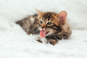 Bengal kitty cat laying on the white fury blanket