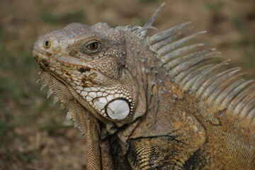 lagarto