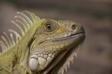 reptil