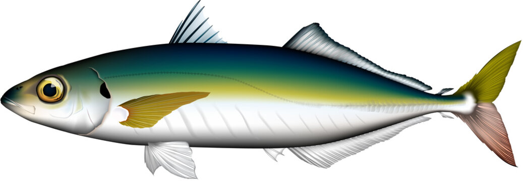 1 2 件の最適な リアル魚イラスト 画像 ストック写真 ベクター Adobe Stock