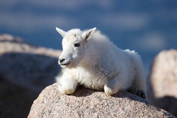 white goat rests on the mountain rock
