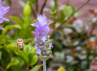 abeja