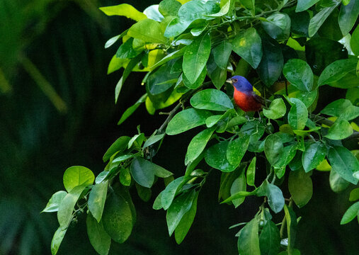 Perched on a ruby red grapefruit tree, a Colorful male painted bunting bird Passerina ciris