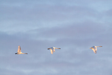 A small flock three trumpeter swans flying during their migration to northern Alaska for the summer. Blue sky background with partial clouds. 