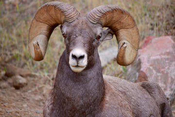 Majestic Stately Bighorn Ram