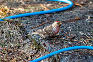 Redpole bird with blue garden hose background