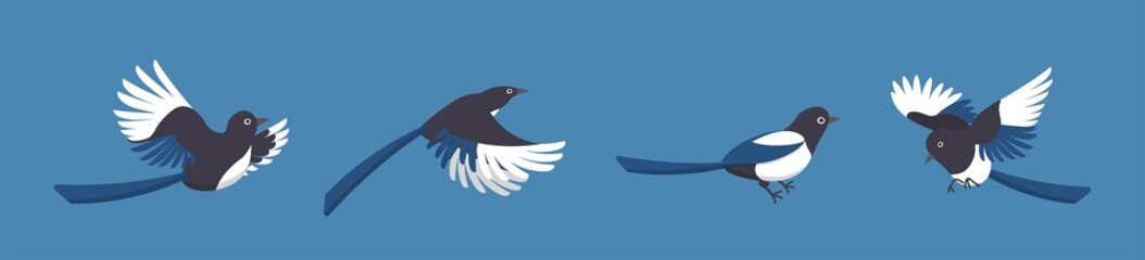 4 kinds of magpies isolated on blue background, cartoon comic vector illustration icon set of birds