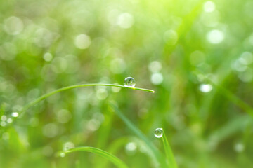 Beautiful drops of transparent rain water on a green leaf macro. Close up drops of dew in the morning glow in the sun. Beautiful Green blurred in nature. Natural background concept.Photo select focus.