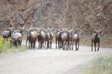 Bighorn Rams in Rocky Canyon