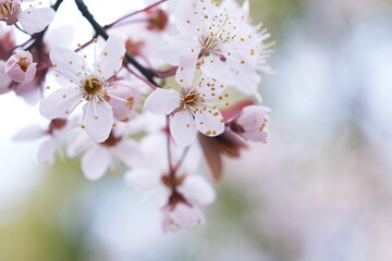 Cherry Blossom or Sakura flower on nature background.