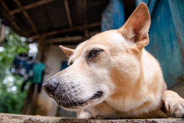 close up of a dog