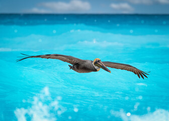 pelicans flying near the beach with ocean
