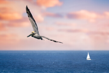 pelicans flying near the beach with ocean